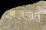Fossil Plesiosaur (Zarafasaura) Tooth In Rock - Morocco #73605-3